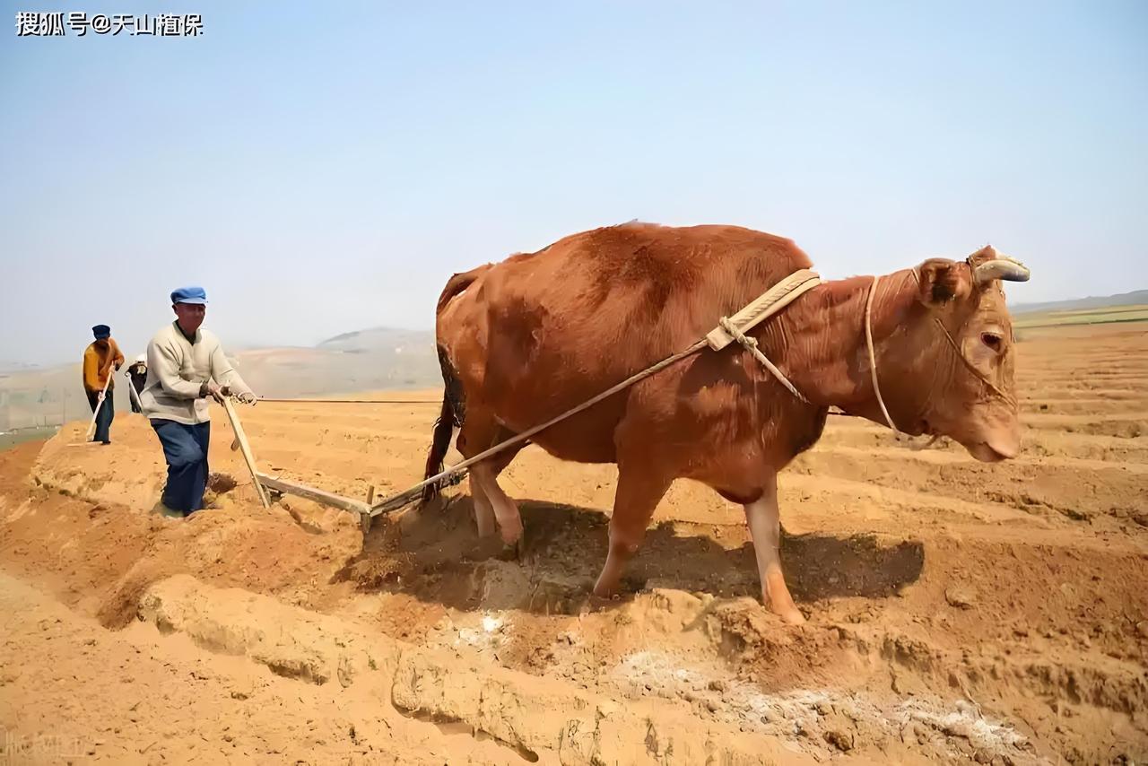 中国人口多，保护耕地那可太重要了。我国用仅占世界7%的耕地，养活了占世界22%的