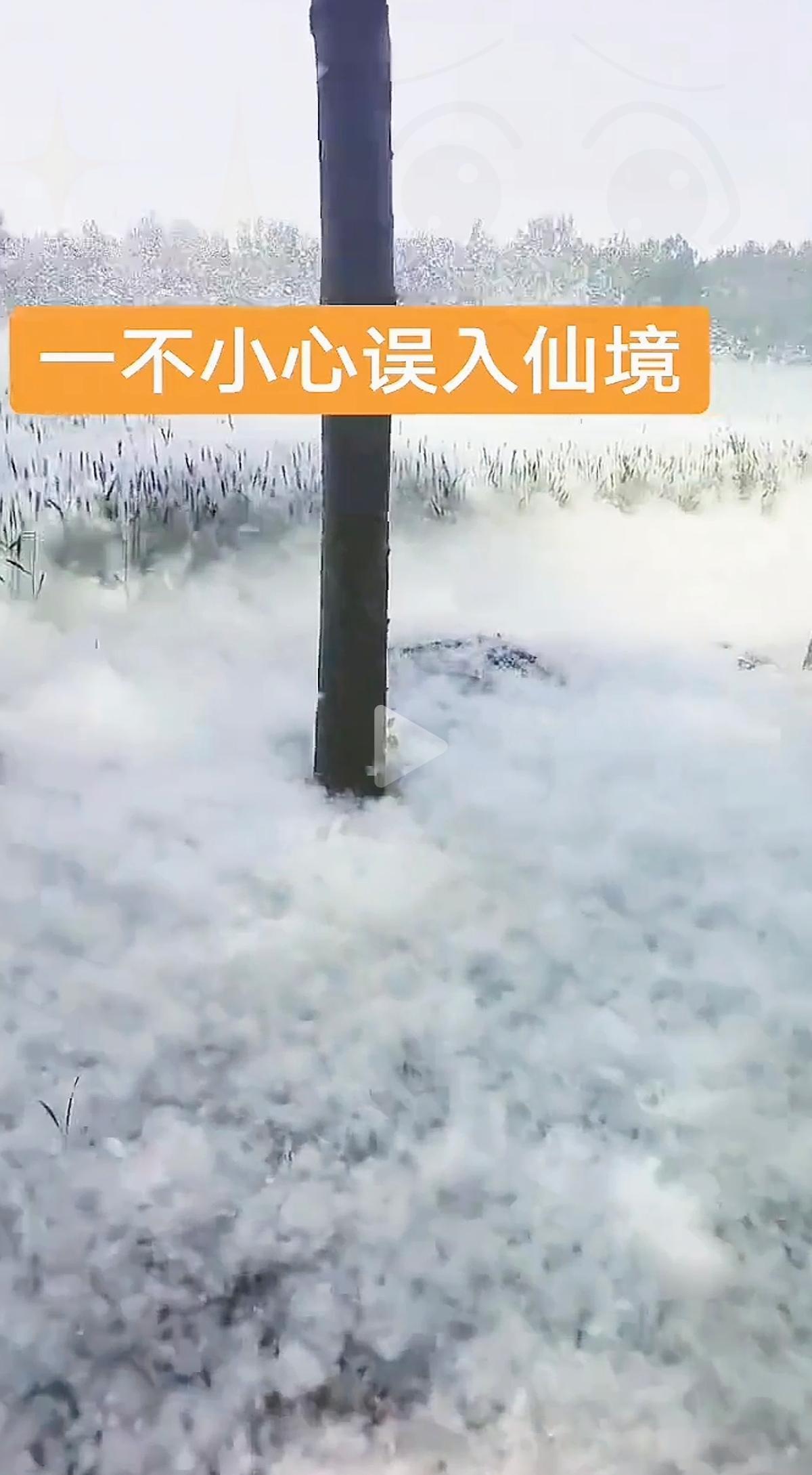 最近一到四月，不少地方杨絮飘得跟下雪似的，出门一身白，看着又烦又闹心。很多人图省