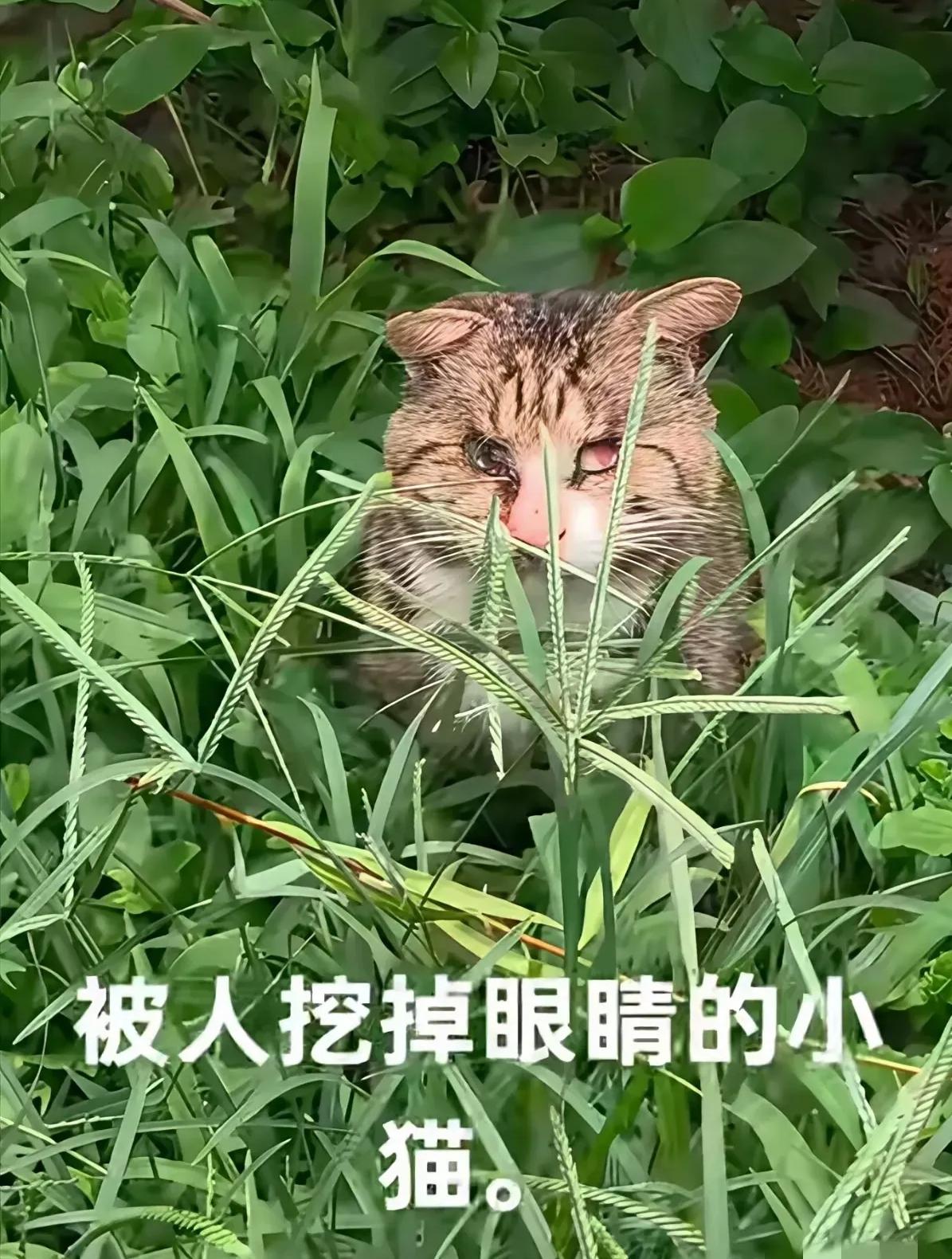 太可怜了！

一只流浪猫躲在草丛里，两只眼睛都被人挖掉了，它什么都看不见，哪里都