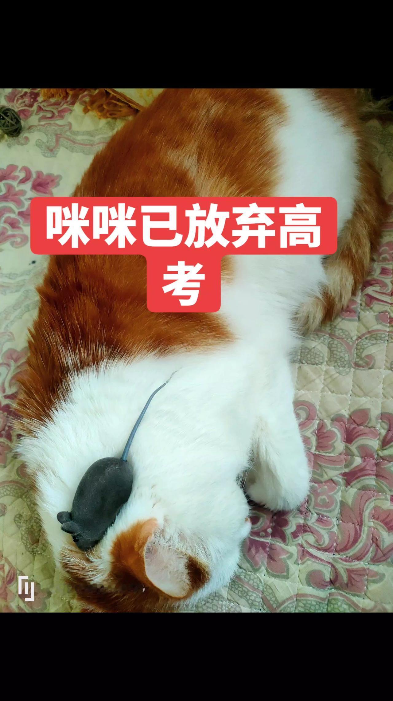 萌宠 萌宠出道计划