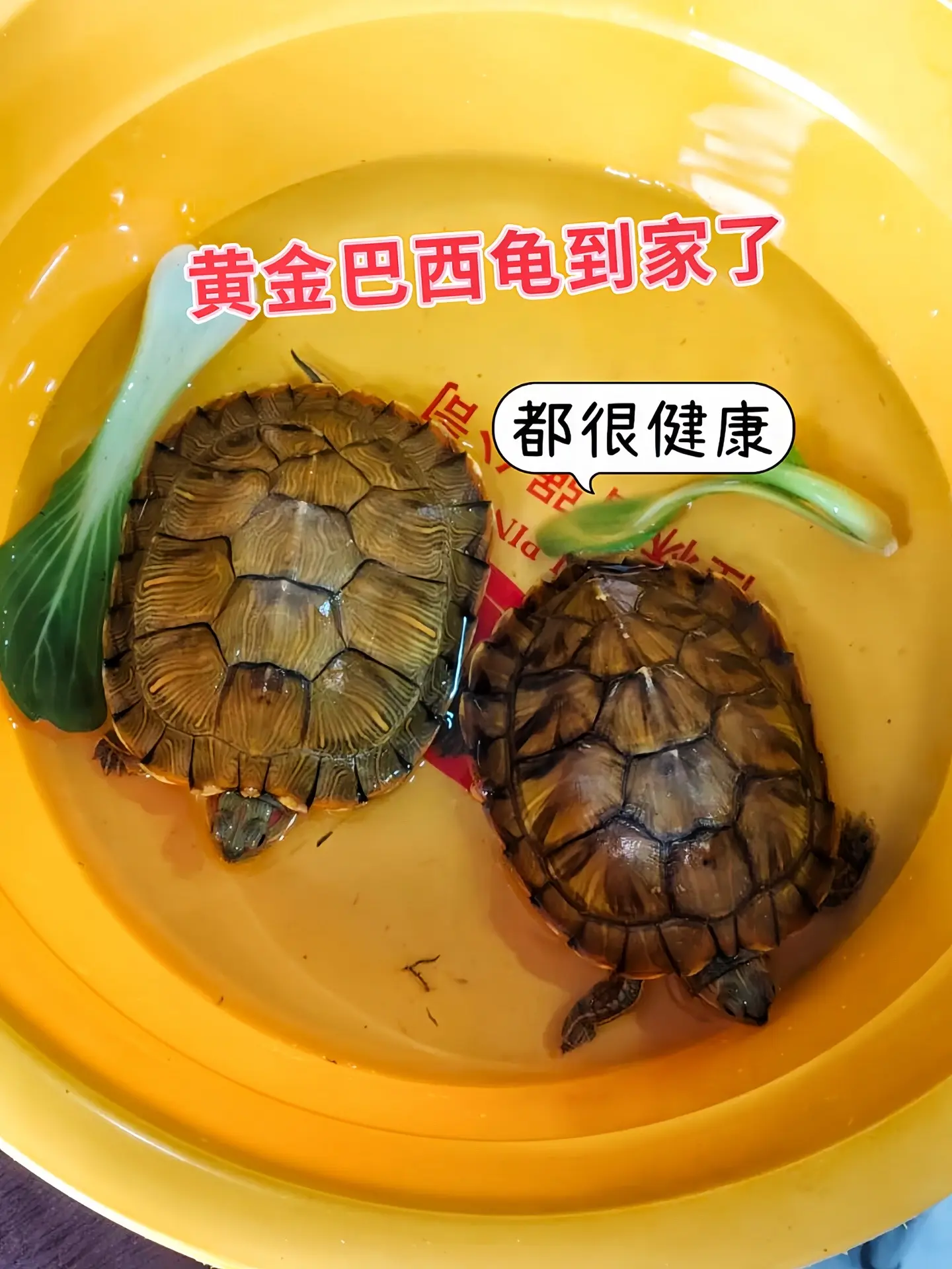 养宠新手福音！黄金巴西龟生命力顽强，无需复杂设备与精细照料，有水有粮就...