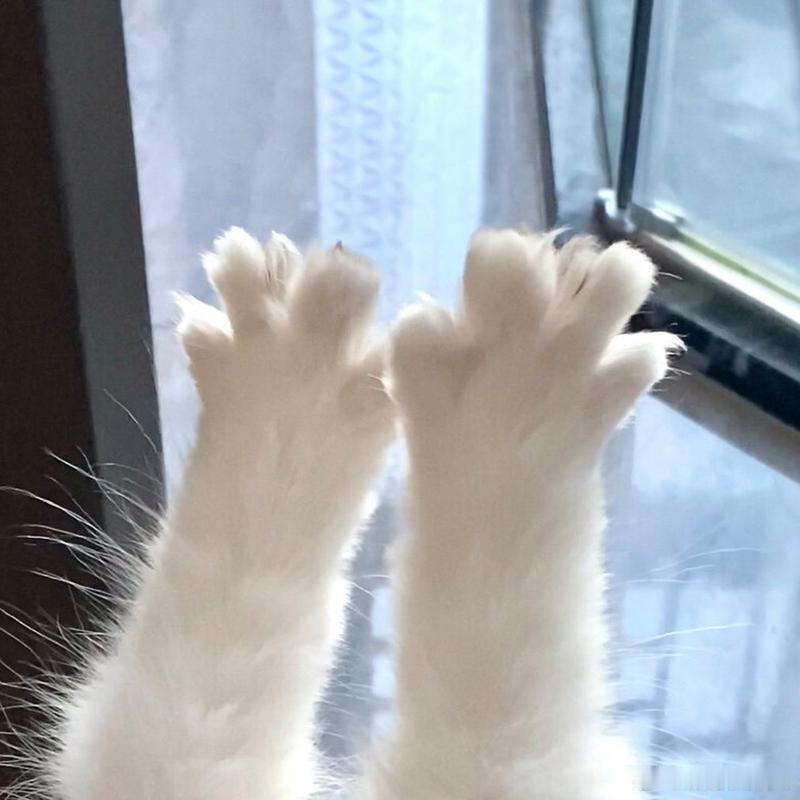 发现一只酷似小猫爪爪开花的宁
