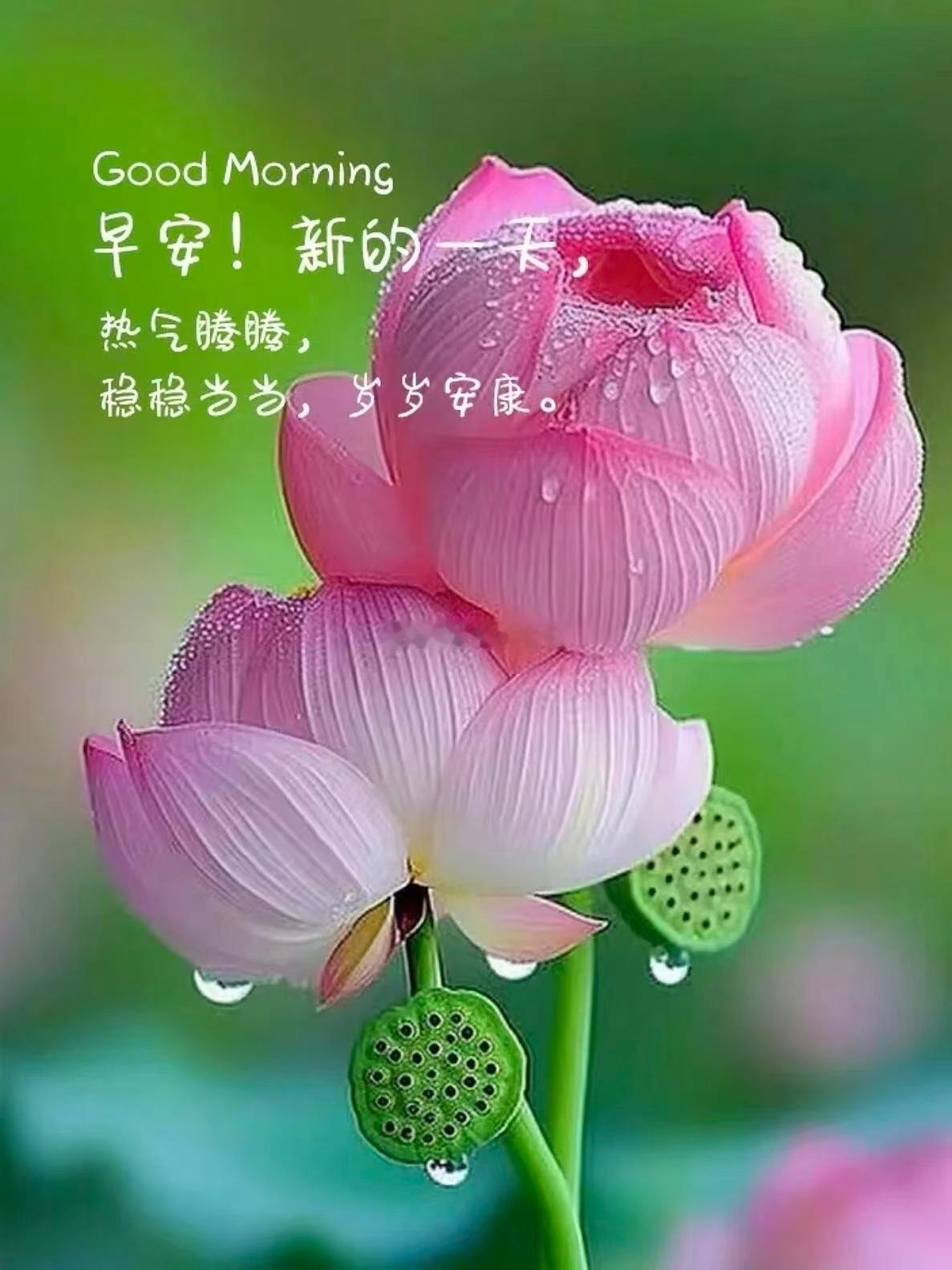 【周三，早安】新的一天，元气拉满 💪 心怀暖阳，自带光芒，全力以赴，不负时光，