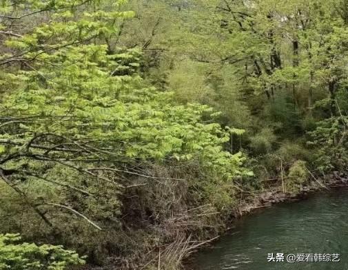 今年春天最想实现的心愿溪岸裹在新绿里，嫩枝垂着浅翠的叶，水流揉碎树影成软波。风掠