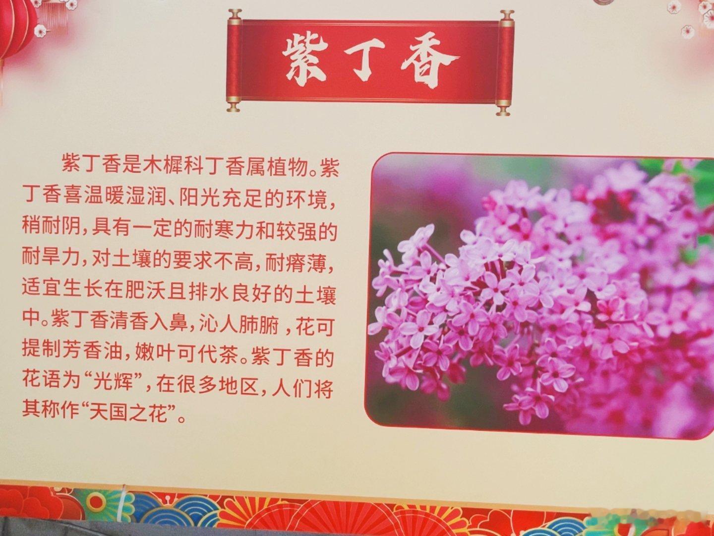 春节摄影大赛   花卉知识宣传栏！美丽淮安是我家让我们一起加油努力，共创共享美好