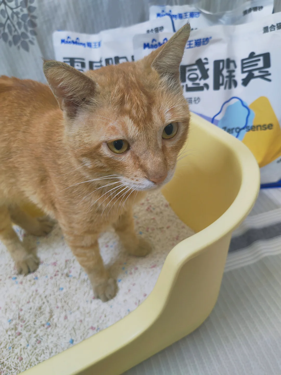 猫砂盆：今日份更新完成