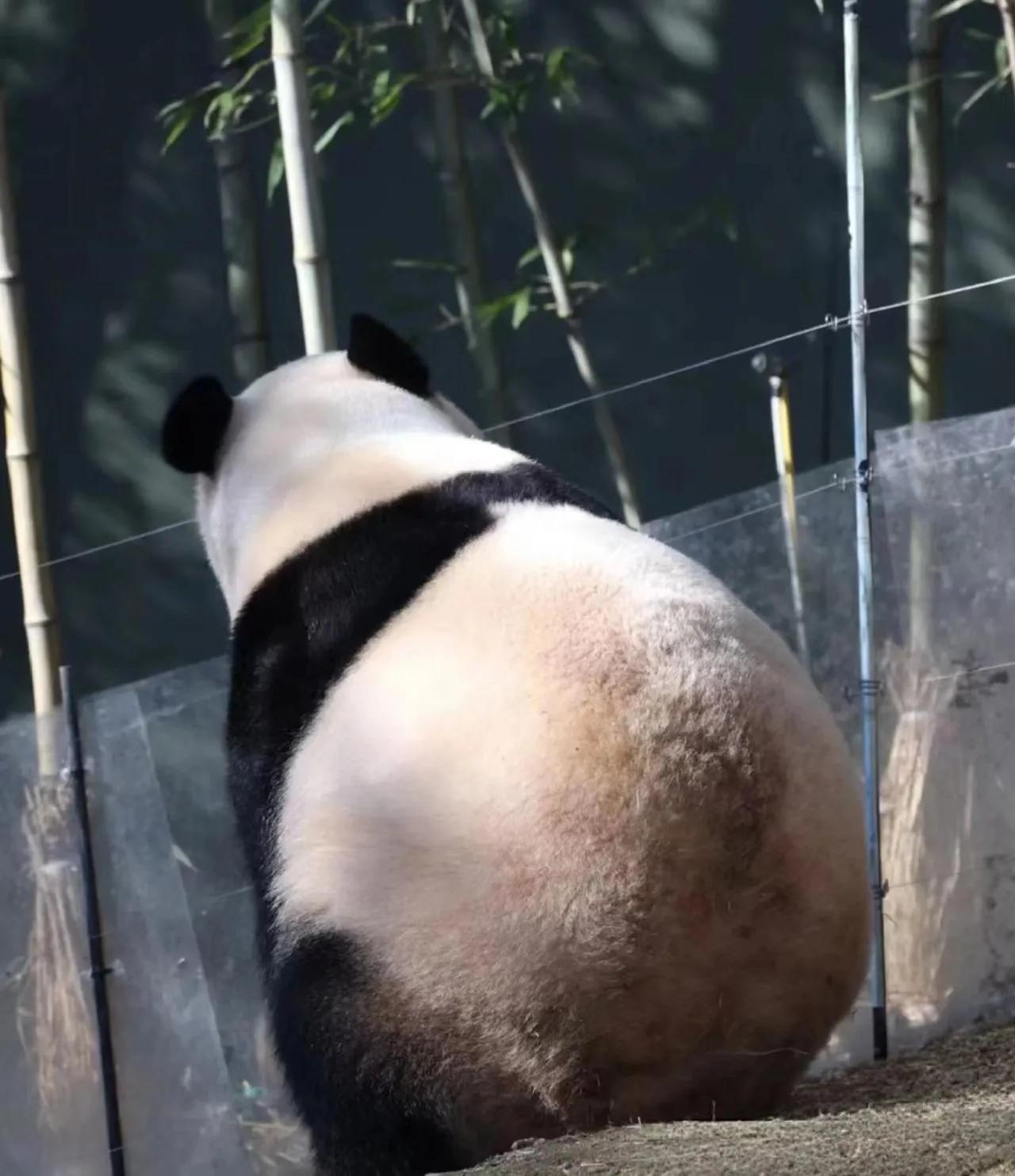 打赌99%的ee手机里都没有这张照片[大金牙]
这可爱的屁屁
真的不愧是福大壮啊
