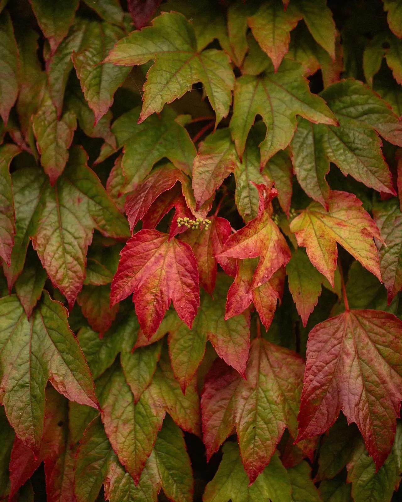 苏格兰小镇的秋季自然景色🍂
