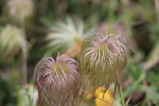 🔥 野外常见的“白发小草”——白头翁，用处可不小！
✅ 别名：白头公、奈何草、