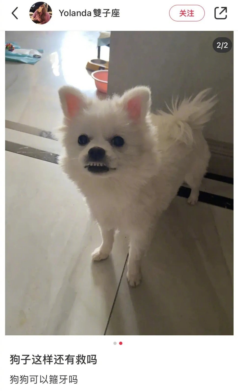 小狗勾有什么错呢，为什么要遭受这种羞辱[doge] ​​​