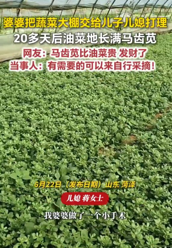 无心插柳成惊喜！6月22日，山东菏泽，婆婆做手术静养20天，托付儿子儿媳看管油菜
