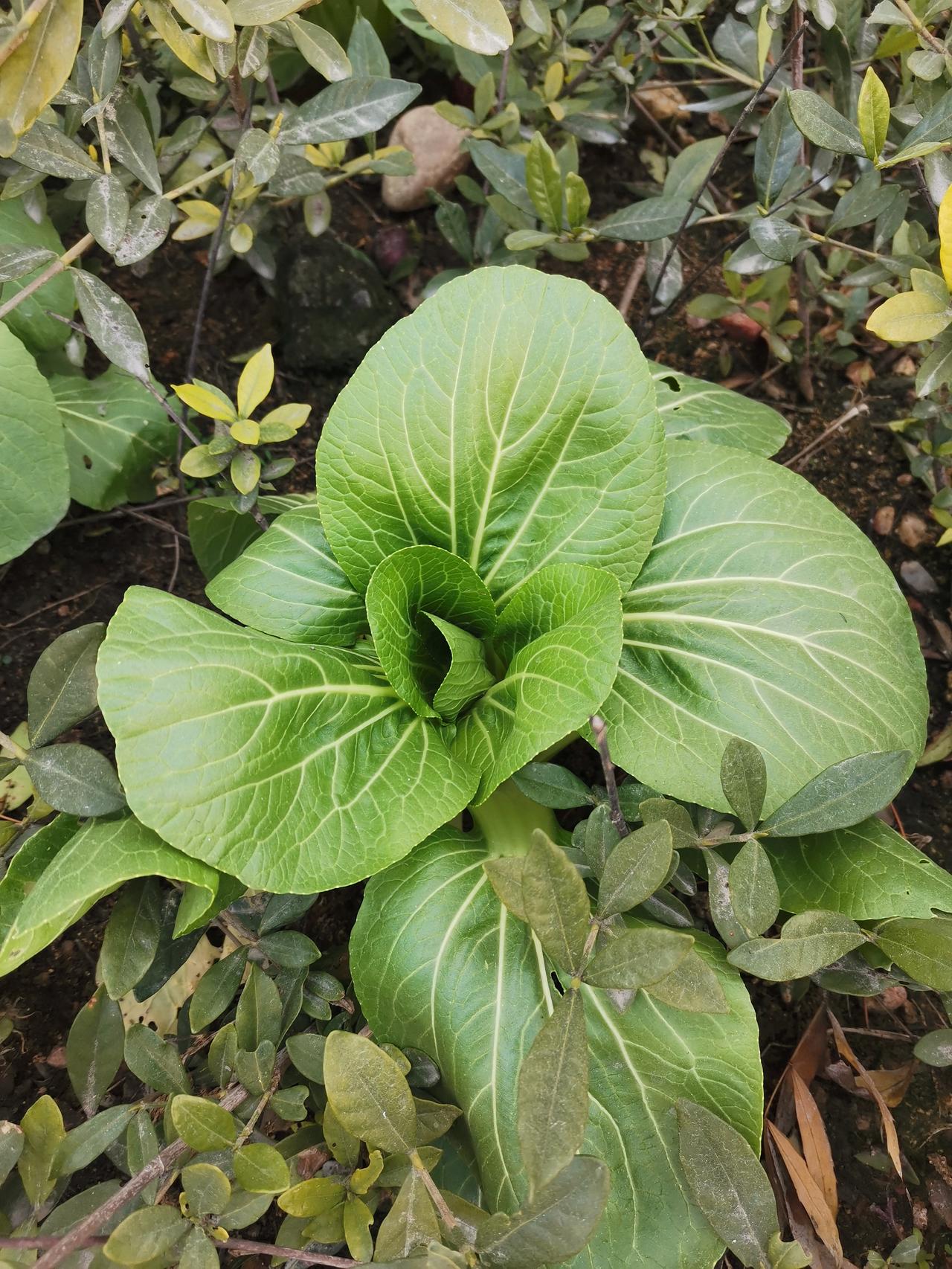 有的人，
37°的嘴，
说出冰冷刺骨的话。

有的人，
冷若冰霜，
却用行动温暖