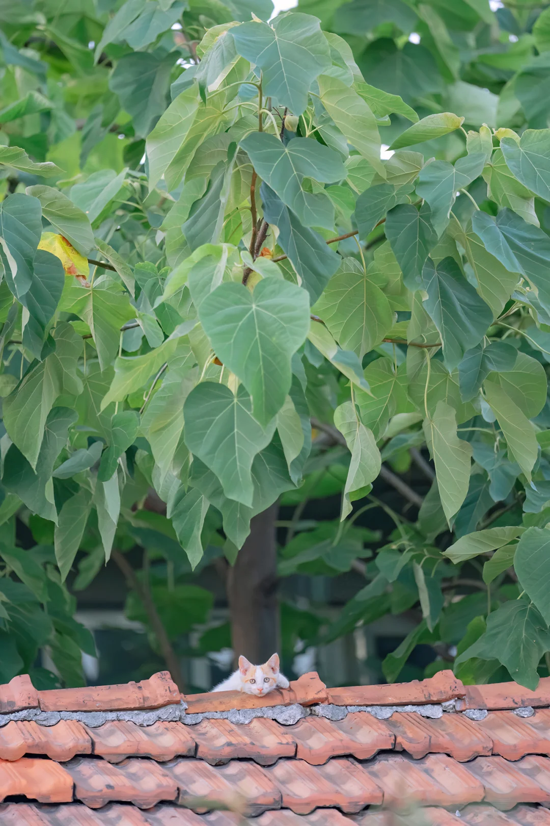 一个猫猫头忽然探出屋顶