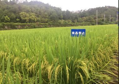 【水稻品种】福建省种子协会推介南晶香占、馥香两优19香、福香占、旱优73等22个