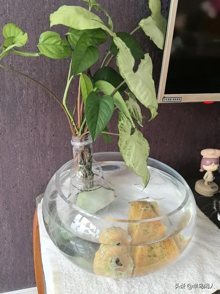 自己制作的生态小鱼缸