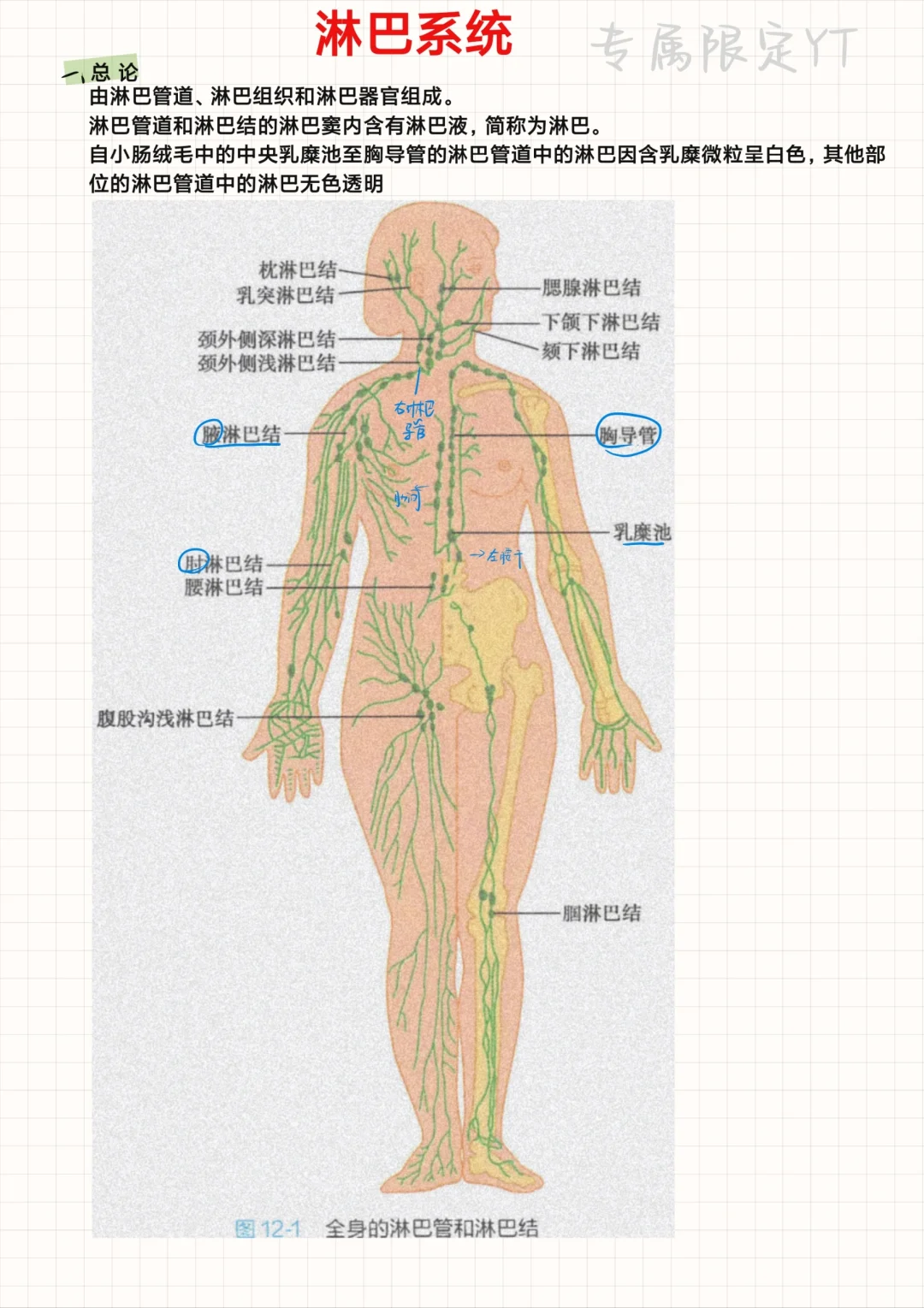 系统解剖学（10）-淋巴系统