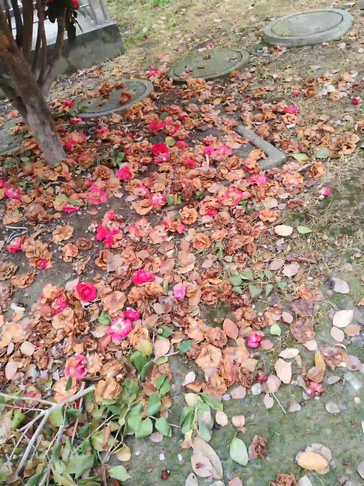 蕙叶频游秋
残花皆迎夏