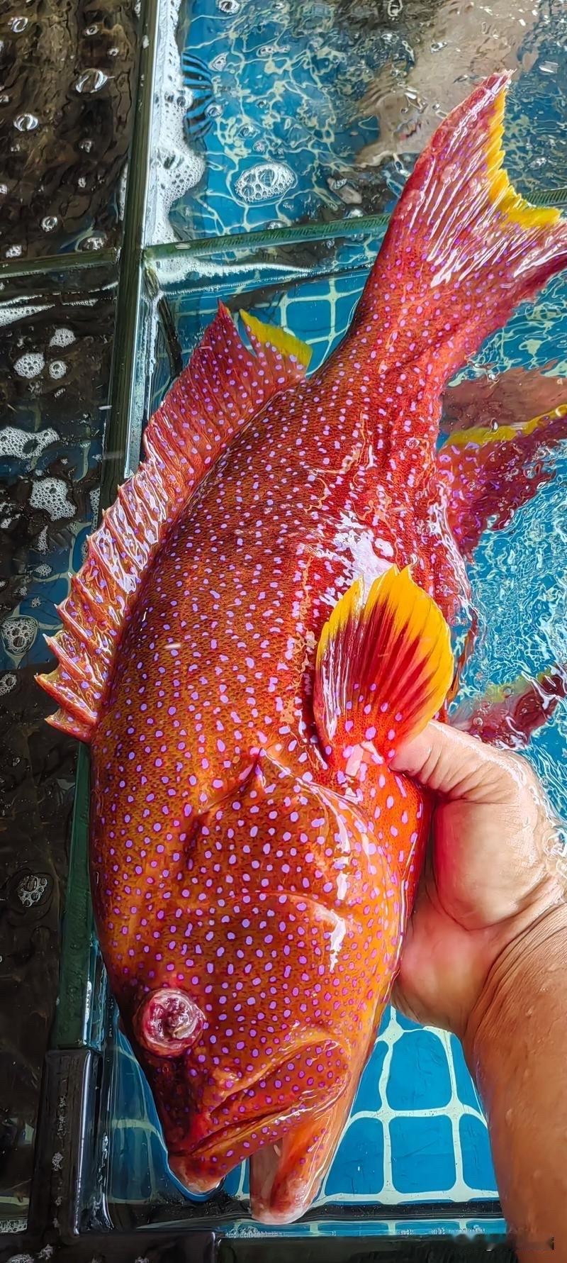 有多少人全部吃过这些鱼？海鲜美食图鉴 海鲜风味美食