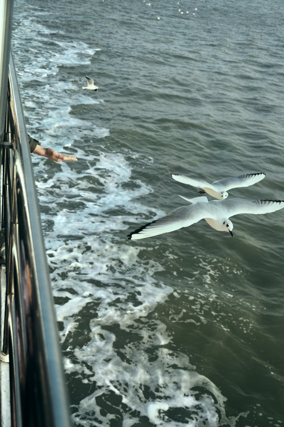 *在路上*鼓浪屿...2019年5月来厦门被毒蚊子攻击，就没去鼓浪屿。这次来厦门