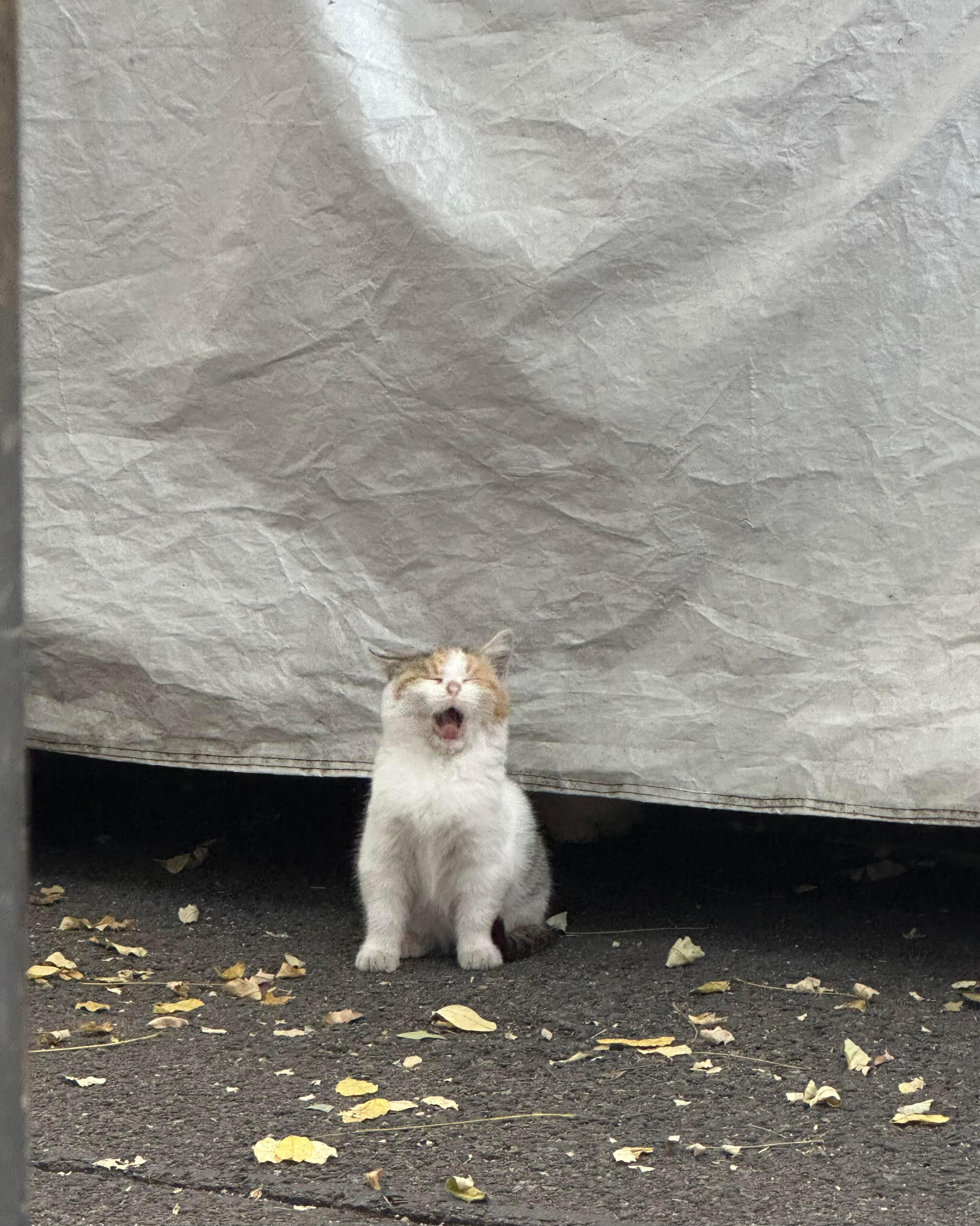 所有人！都点进来看小猫！啊啊啊啊啊啊啊啊楼下的小猫们太可爱了啊！！！！ ​​​