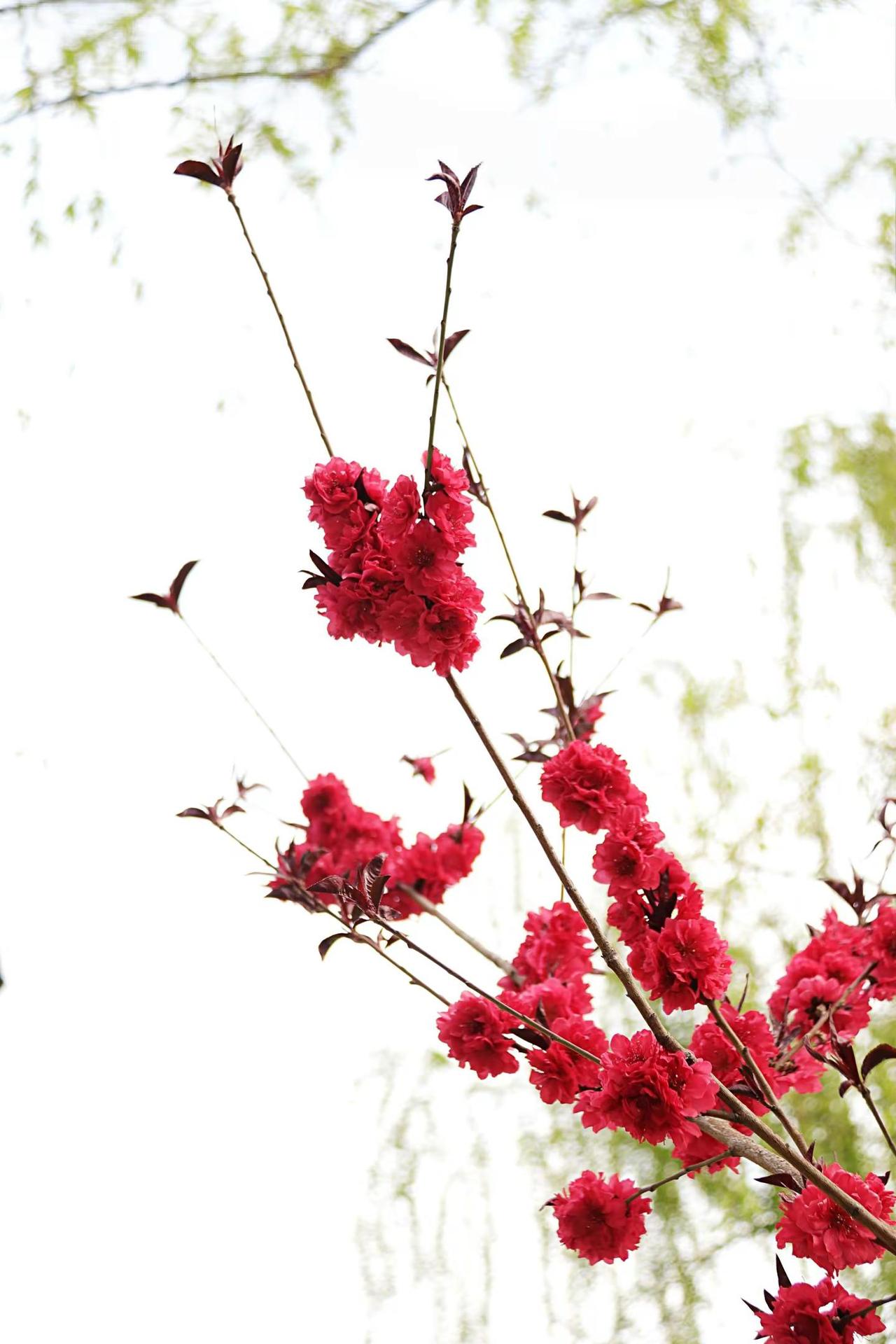 春拍开始了。拍花艺术 红花枝 花之诗意