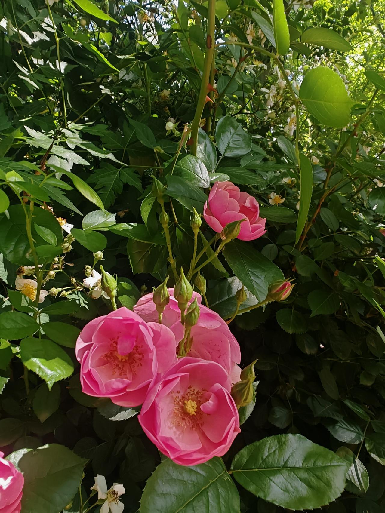 晒出你拍的月季花初夏的阳光穿过层层叠叠的绿叶，洒在几簇粉嫩的蔷薇上。半开的花瓣透