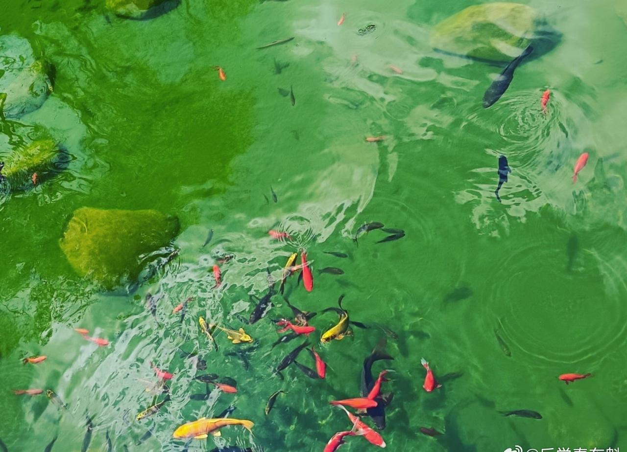 我问老师：“我的心胸还算宽广，但周围却总有那么多小人来暗害我，我心里很难过！”老