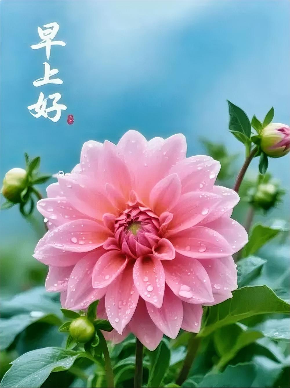 粉嫩大丽花带着晨露醒啦，元气满满迎接新一天，早安呀！
分享早安吉祥晨语