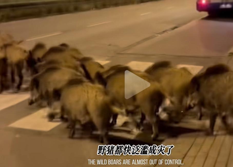 波兰街头野猪泛滥，令政府头疼不已，中国机器人救场，波兰上千野猪进入城市觅食，很多