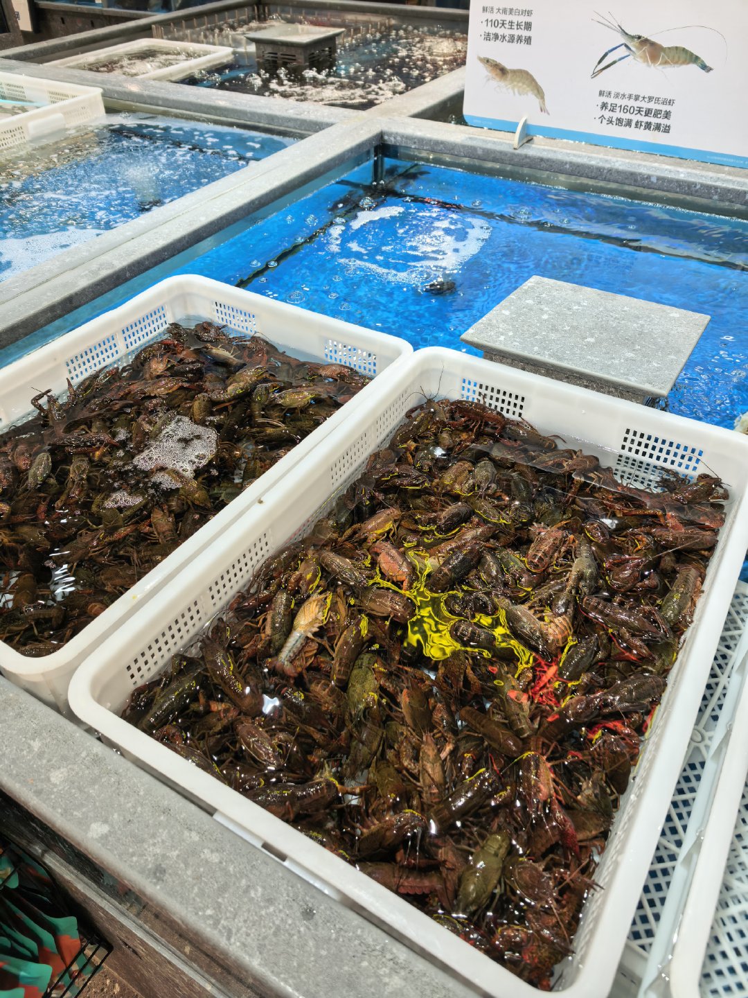 买菜，回家烧饭，这么小龙虾50块一斤盒马称虾不科学，大小一个价，那一个个抓大的 