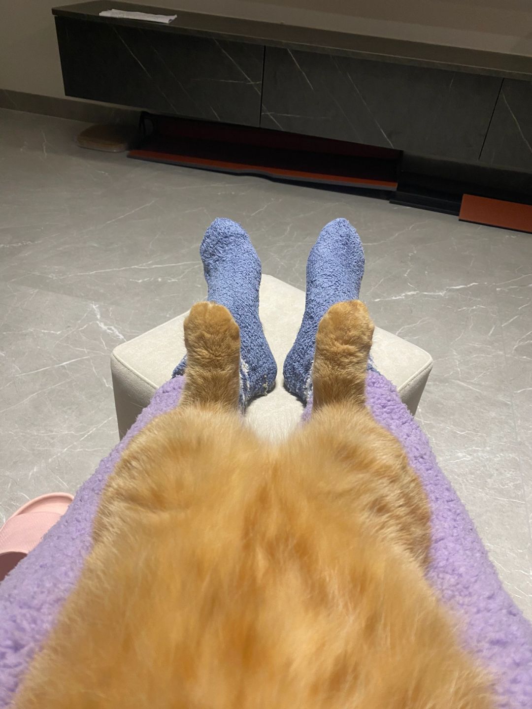 钵钵鸡的年度live图🐤