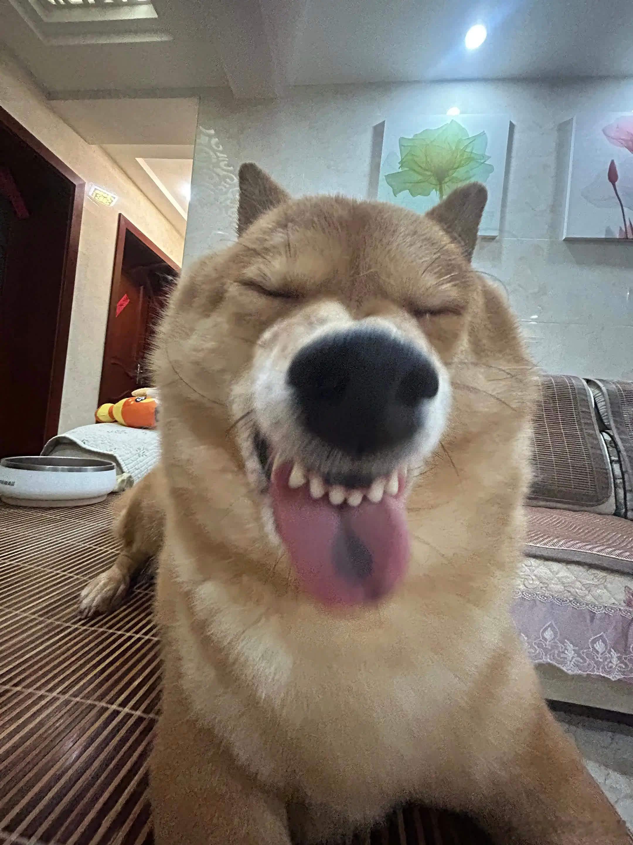 哥的气质 你学不来。萌宠宠物