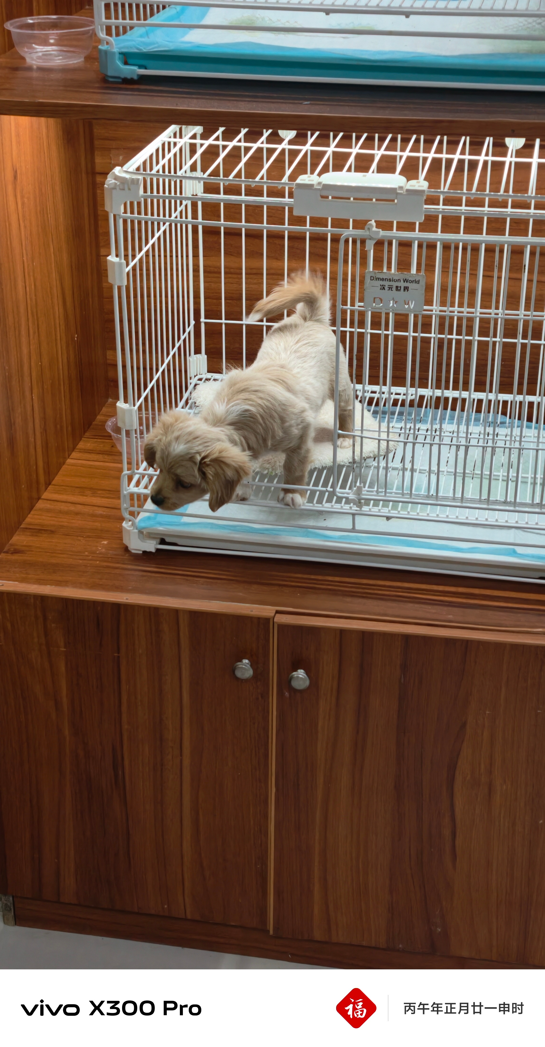 突发奇想想去买只小狗 今天去狗市转了转 各位看看哪只比较推荐啊启子的车启子的日常