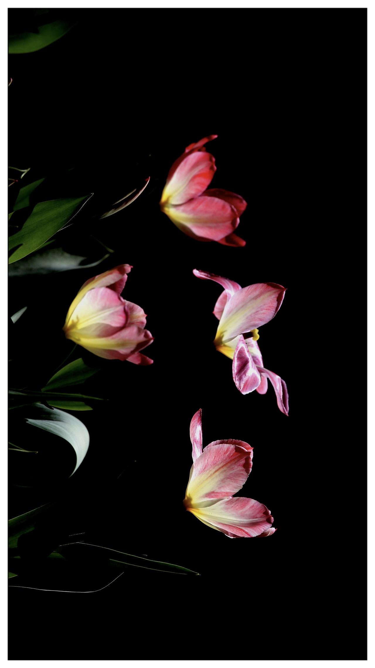 蝴蝶飞午，郁金香