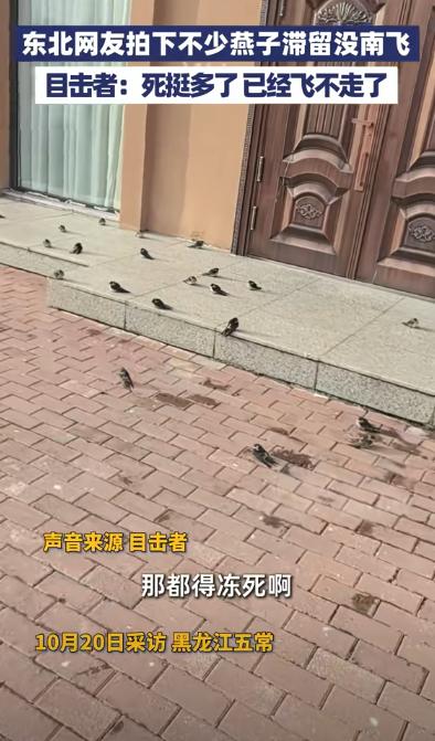 看得揪心，东北一女子，拍下自家门口不少燕子滞留没来得及往南飞，导致它们不多被冷死