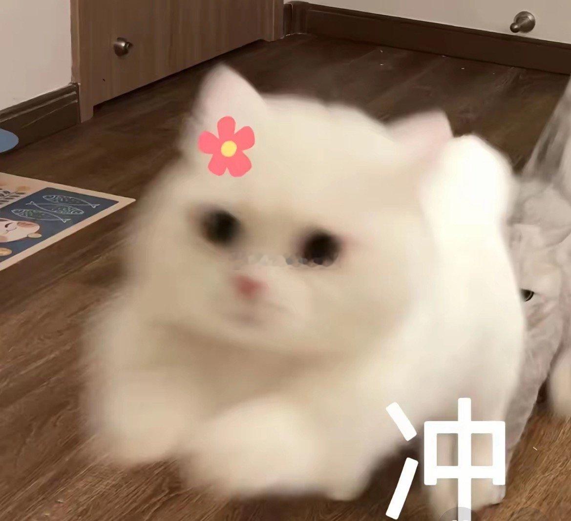 最近老是迷迷糊糊的，难道来大姨妈也会变傻我和🐺从超市出来刚好碰到路边摊🐰：哇