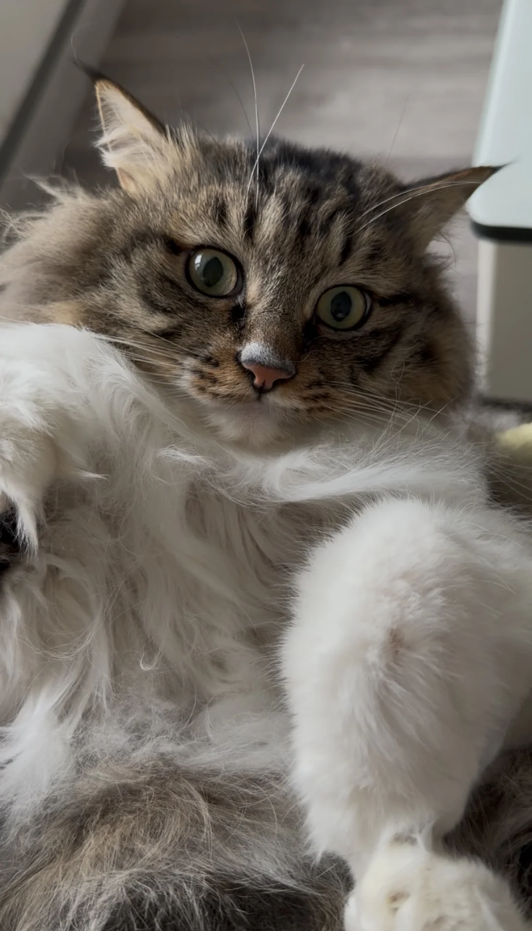 主人癌症离世 留下了两只猫猫🙏