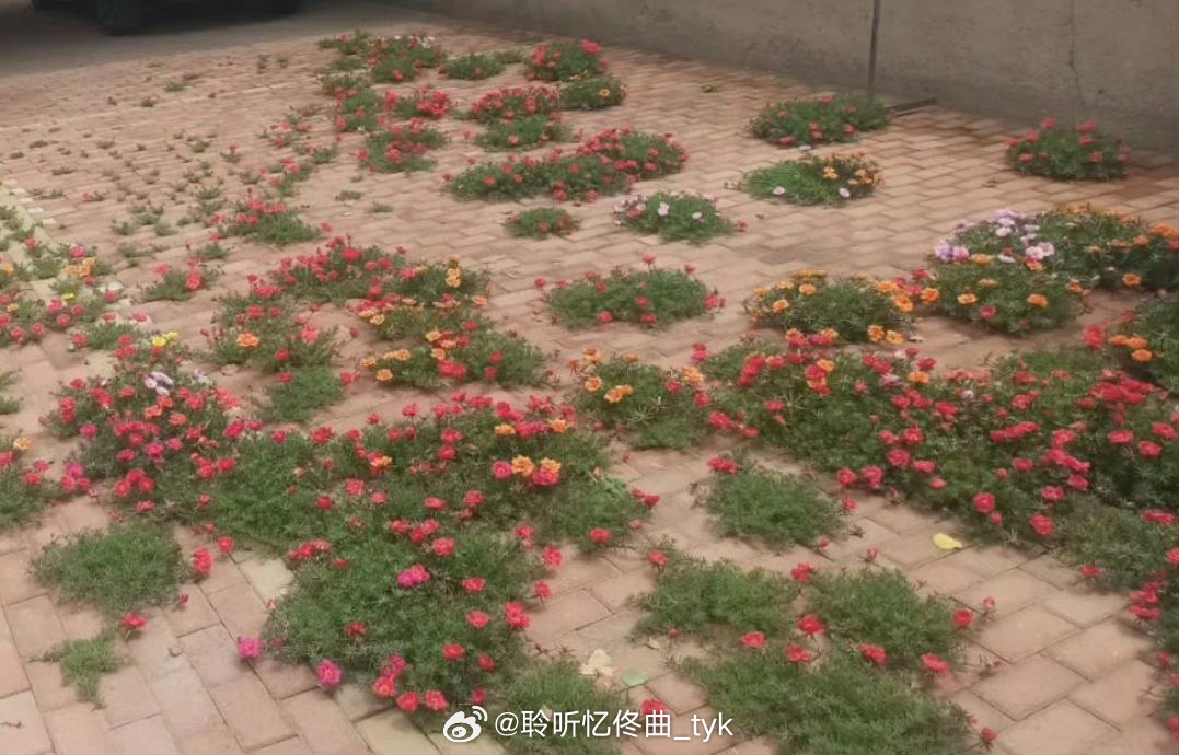 男子吐槽“老妈种的花”，过于随意了，网友：咱俩像是同一个妈 