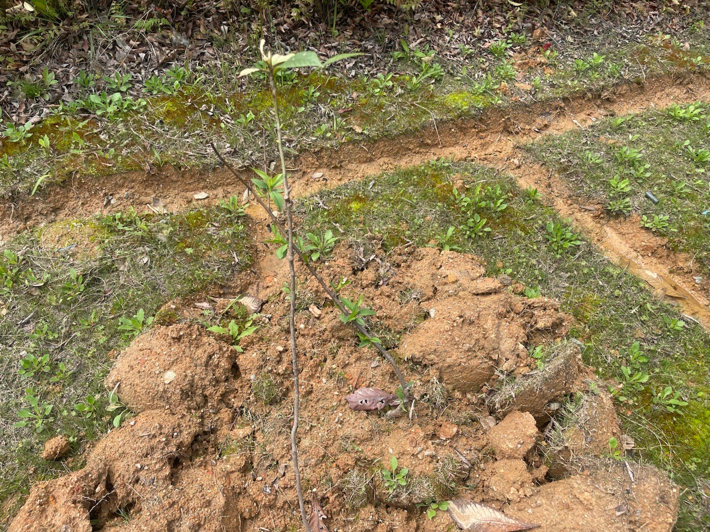 生命真是个奇迹，2月份种的小树苗，开始发芽了。三年之后，坐等等吃橘子。 武穴