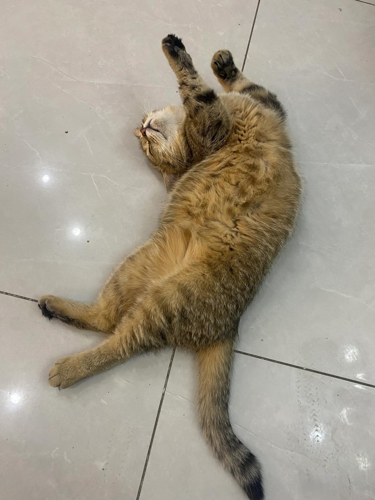 你家里有一只这样可爱的小猫吗？
