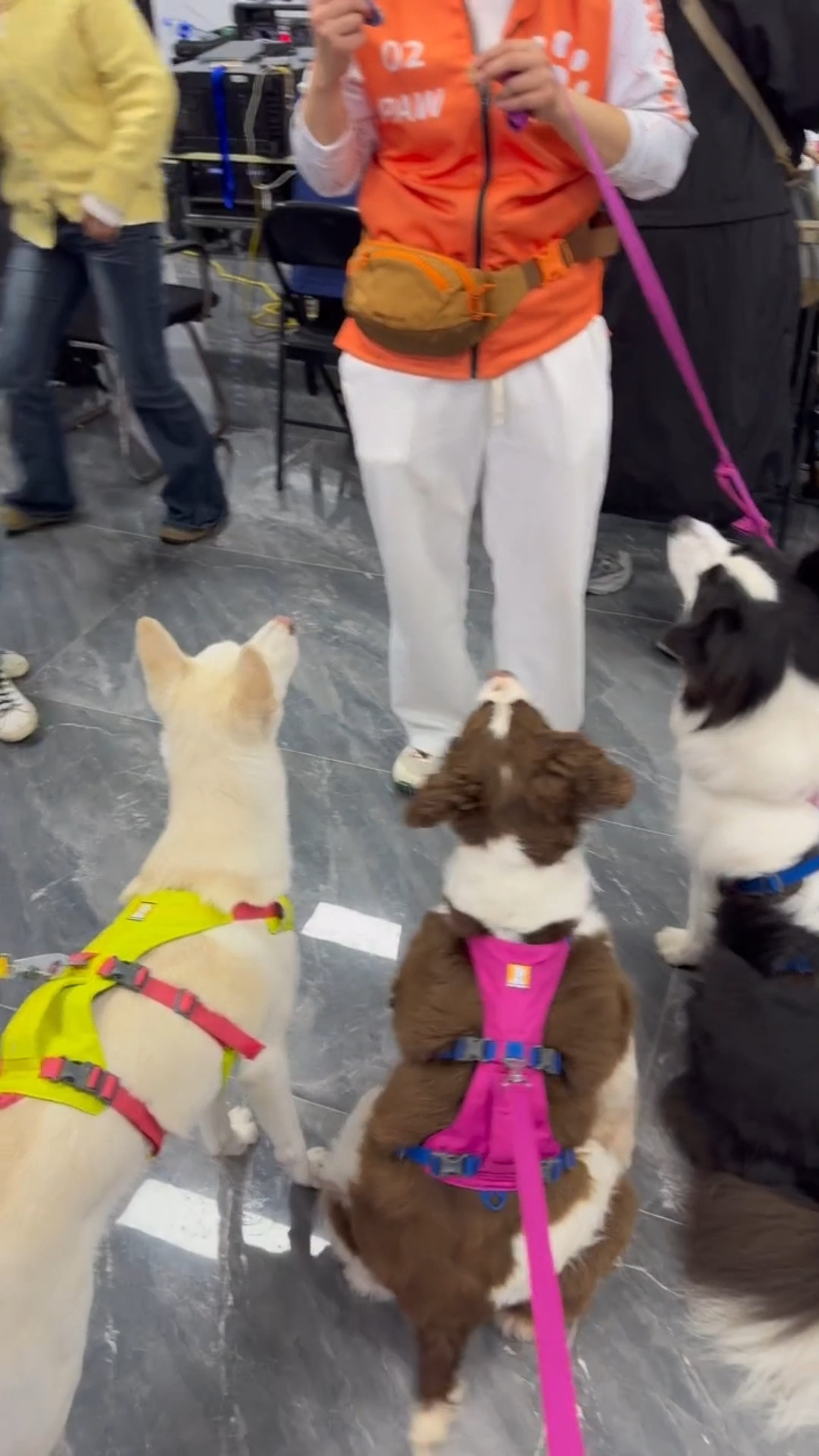 大馋煤气罐罐跟其他狗的区别🈶刘涛听的最多估计就是☞怎么会有这么肥美的史宾格