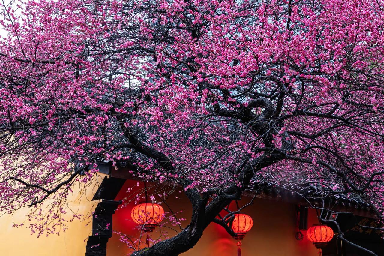 湖州铁佛寺梅花。湖州铁佛寺梅花藏在江南春景里的中式美学 藏在春景里的中式美学 春