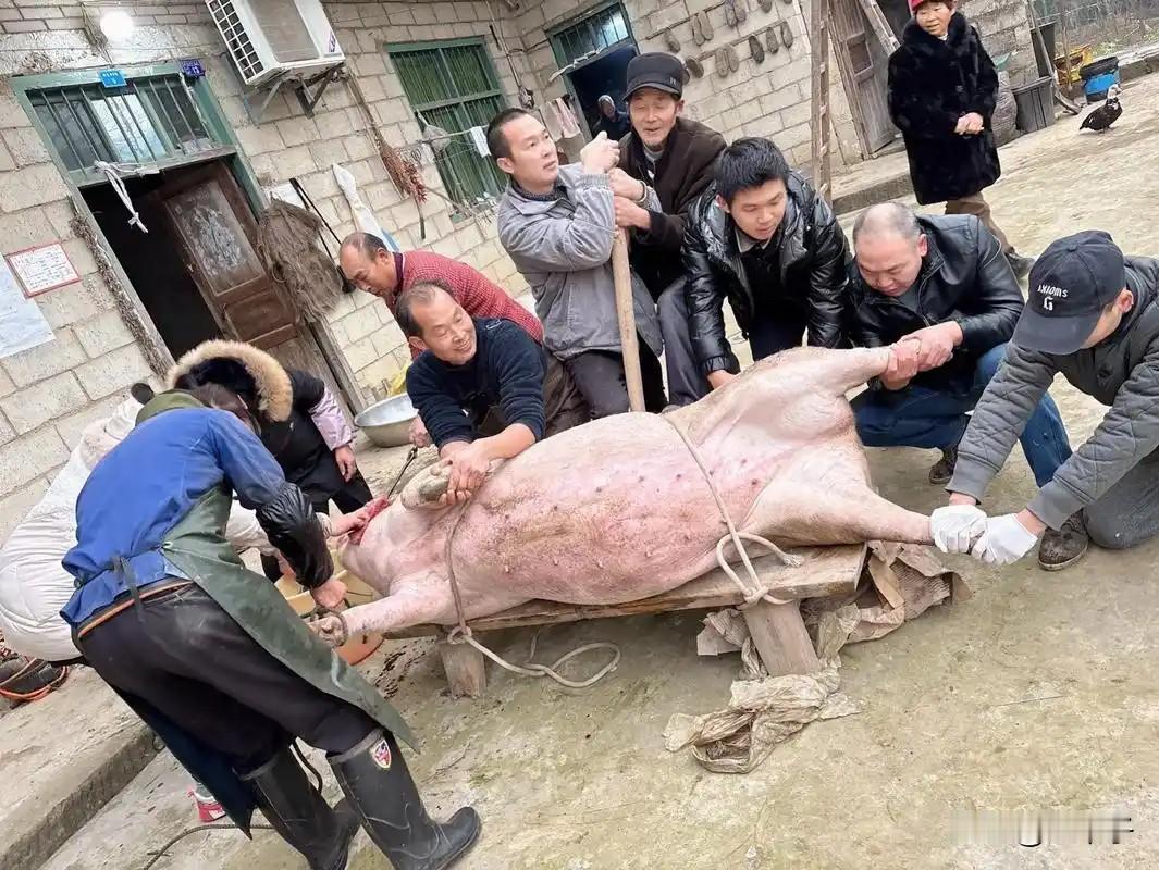 又快到年关，农村“杀年猪”这个词，像一块烧红的炭，从岁月深处倏然跳出，烫了一下心