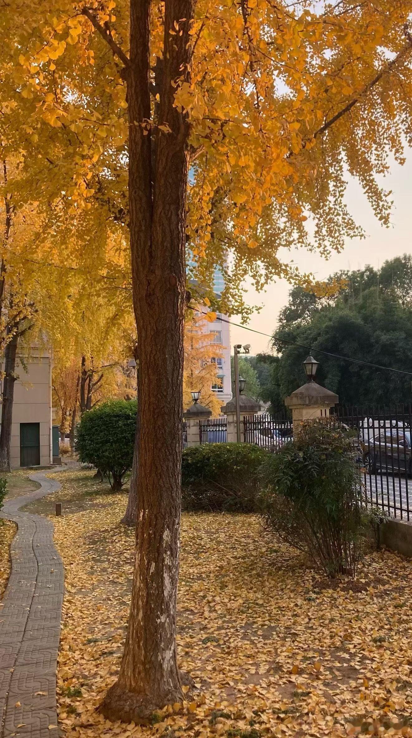 银杏季，捕捉“杏”运