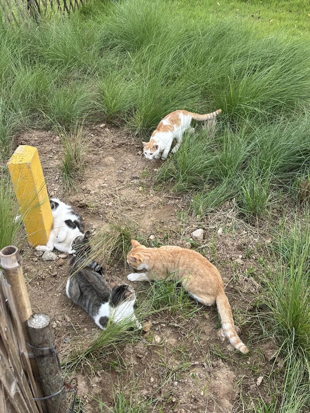 青岛猫猫岛的小咪们都在好好长大啊🐾
