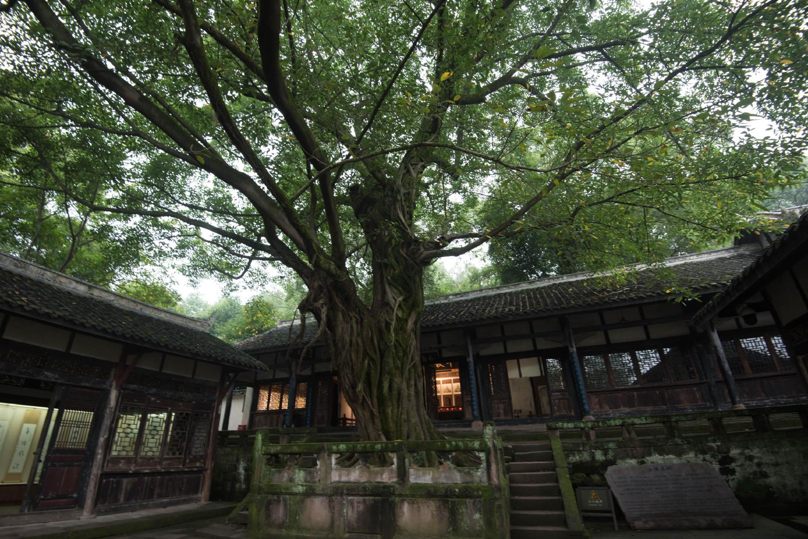 横扫欧亚的蒙古大汗，为什么死在重庆一座小城下？1259年8月11日（农历七月），