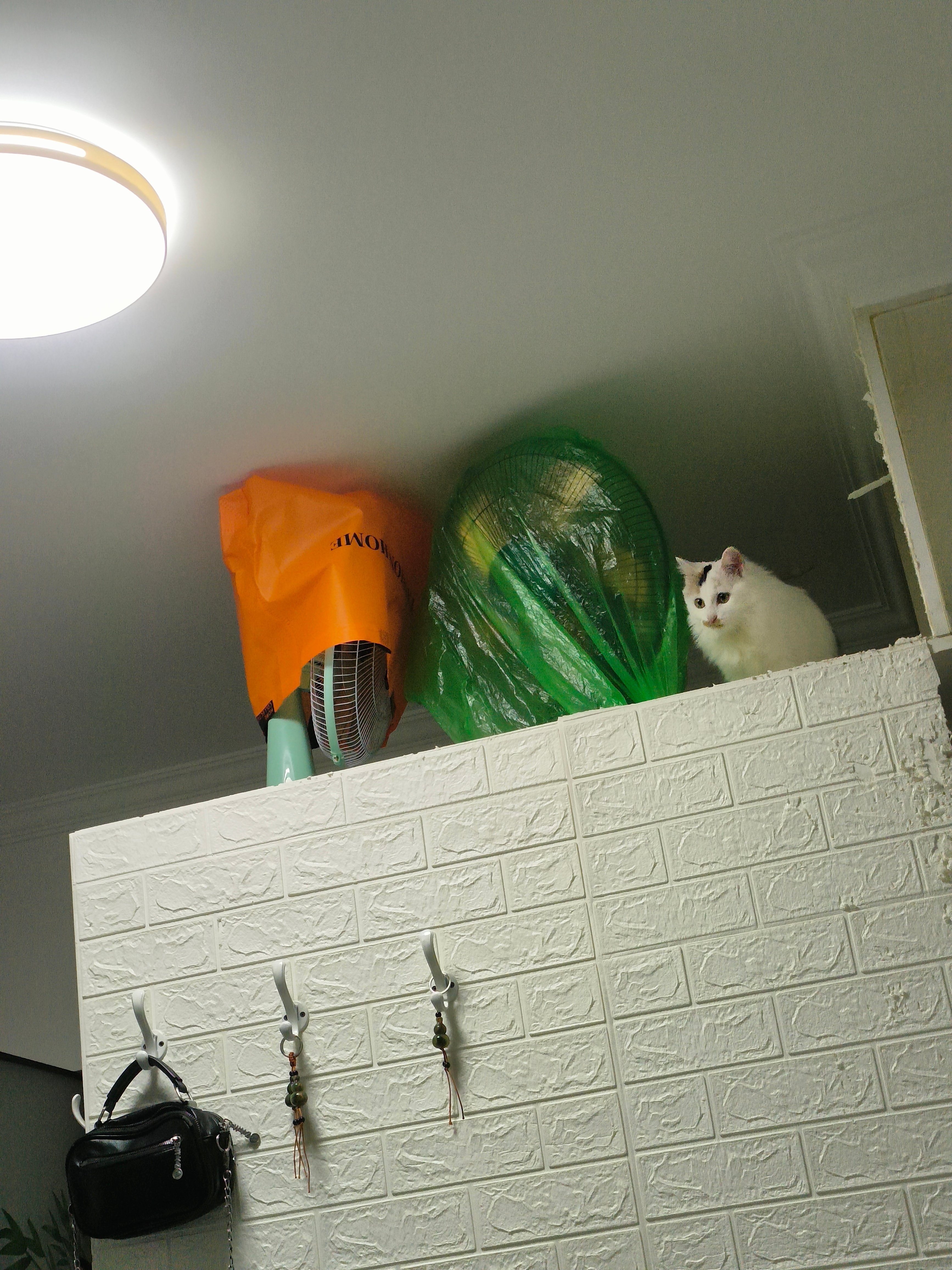 你就说大半夜它想干啥？爬这么高？是不是想挨打了？它是看男主人不在家，翻了天了吧猫