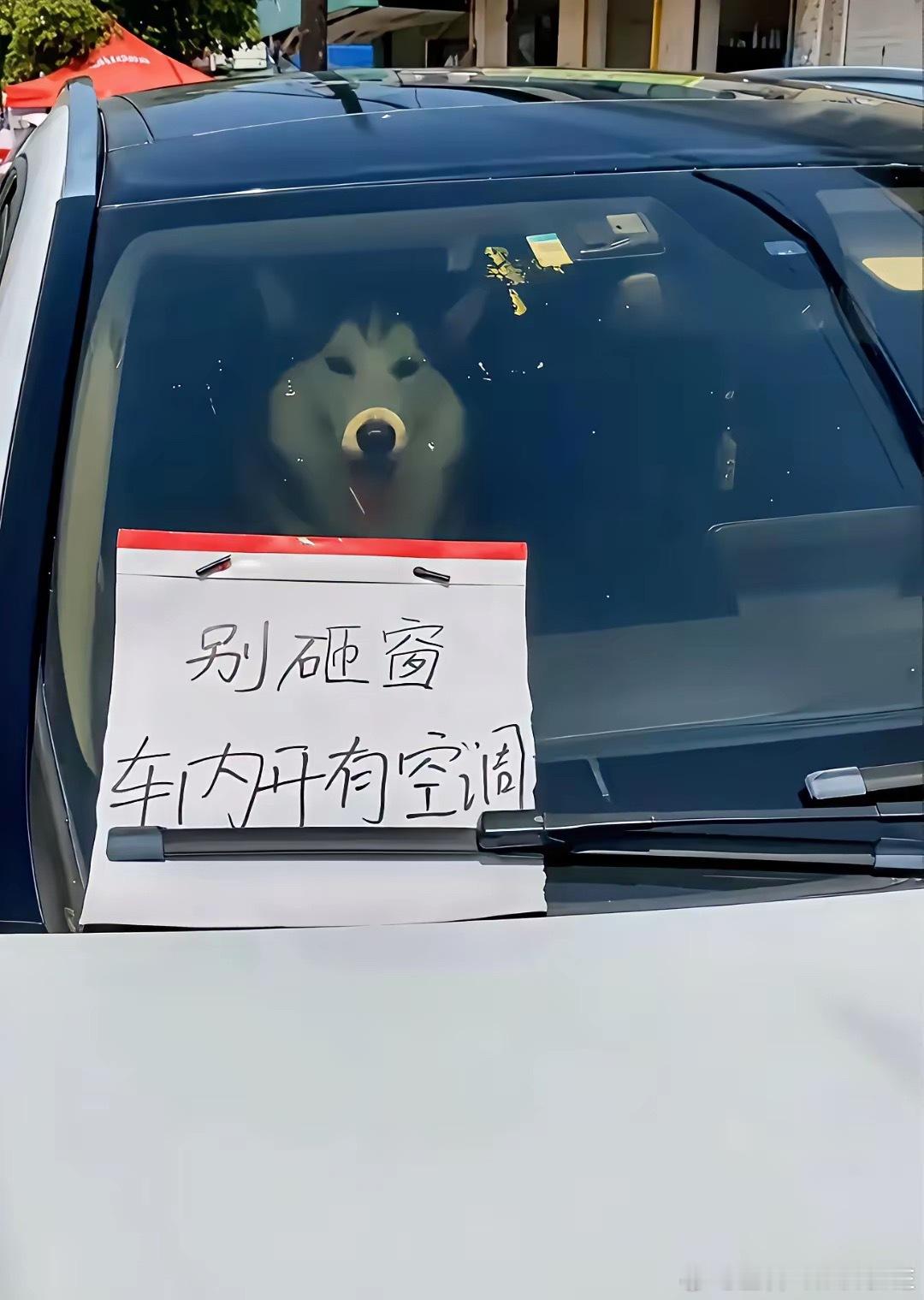 哈士奇在吹空调！待遇不错！ ​​​