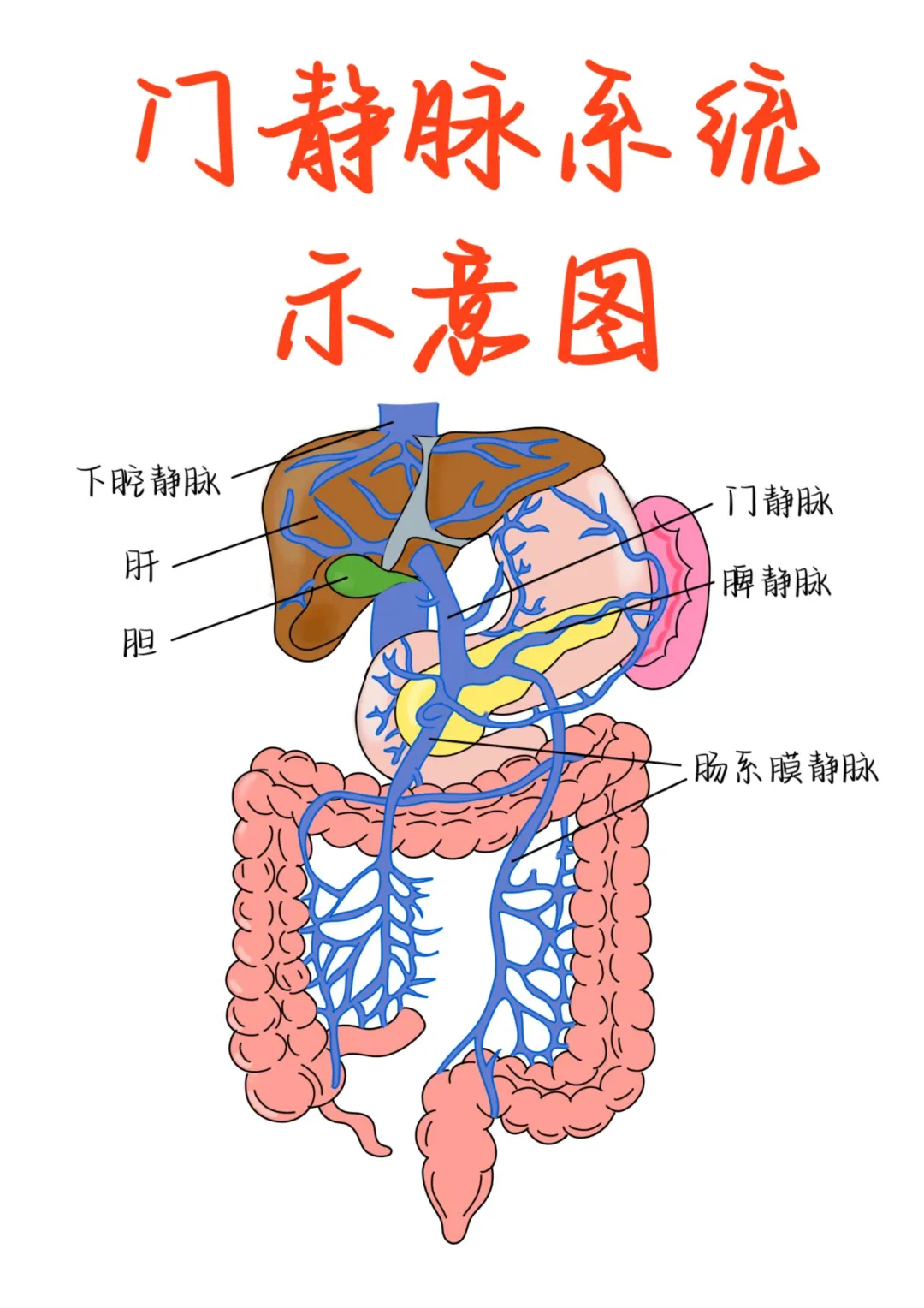 医学生笔记——门静脉系统示意图