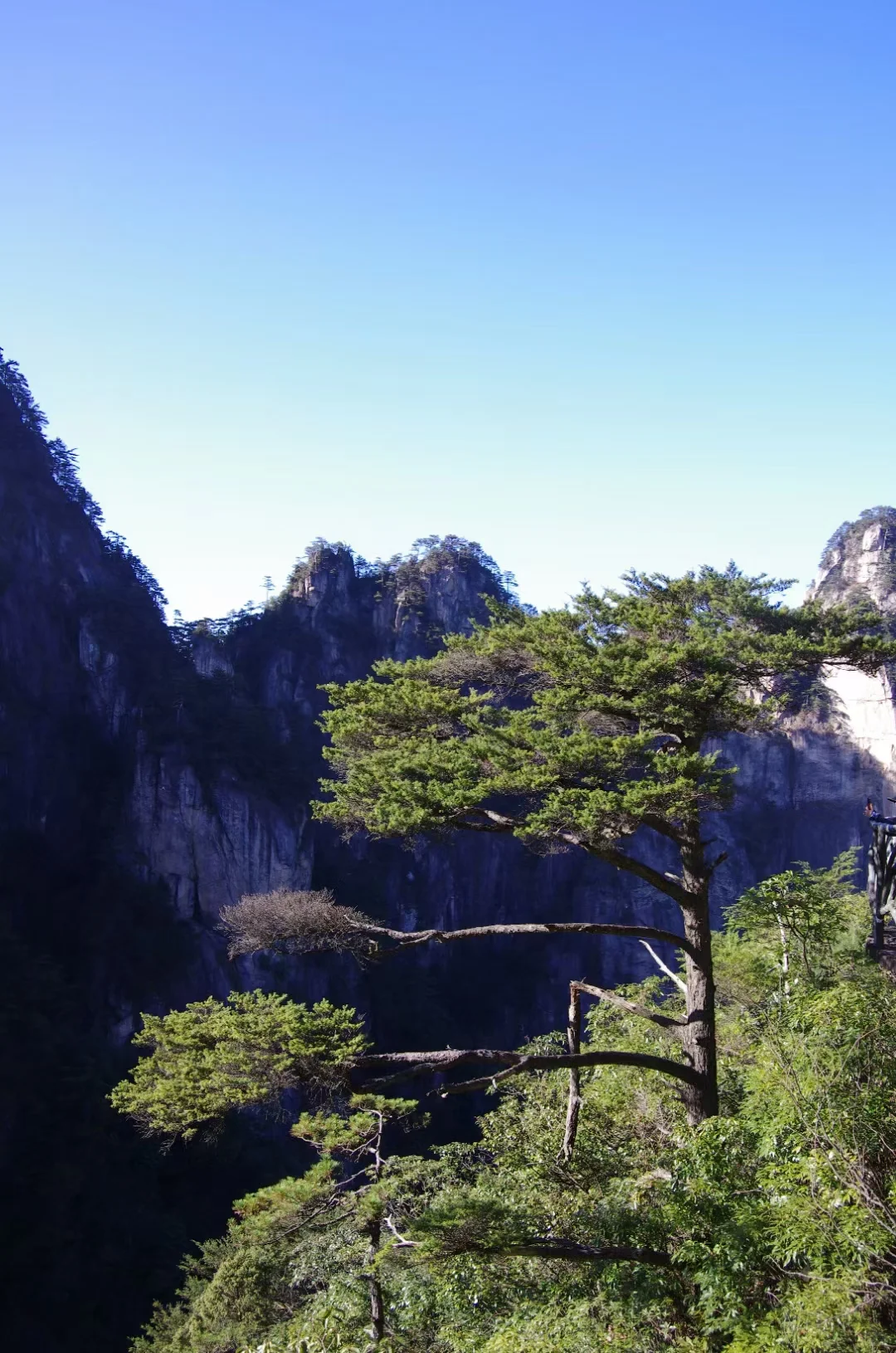 松是迎客松山是大明山​